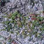 Crassula tillaea Habit