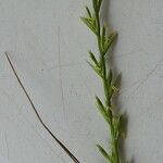 Lolium rigidum Blad