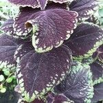 Coleus scutellarioides Leaf