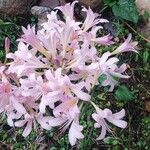Lycoris squamigera Blomst