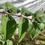 Zanthoxylum clava-herculis Hoja