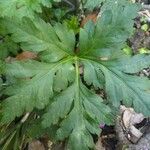 Geranium palmatum Лист