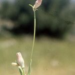 Silene behen Blüte