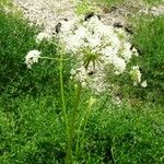 Laserpitium gallicum Flower