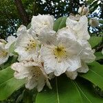 Rhododendron auriculatum Flor