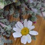 Anacyclus pyrethrum Flor