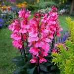 Lobelia cardinalisFlower