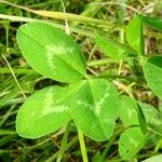 Trifolium pratense Folha