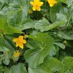 Caltha palustrisFlor