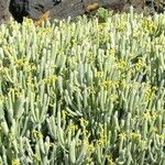 Euphorbia aphylla Hábito