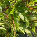 Salix daphnoides Folha