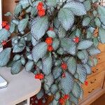 Episcia cupreata Leaf