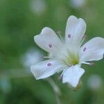 Gypsophila repens Blüte