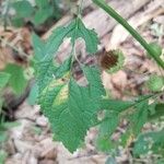 Hyptis capitata Blatt