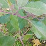 Vitex trifolia Leaf