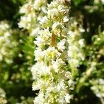 Sesamoides purpurascens 花