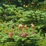 Abies nebrodensis Alia