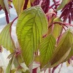 Amaranthus caudatus Листок