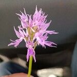 Orchis italica Květ