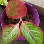 Aglaonema commutatumFulla