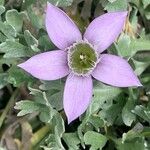 Gentianella ramosa Λουλούδι