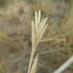 Thinopyrum junceum Flower