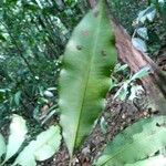 Elvasia elvasioides Leaf