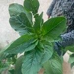 Amaranthus spinosusLapas