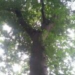 Zelkova carpinifolia عادت داشتن