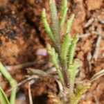 Iberis procumbens Foglia