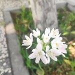 Allium massaessylum Fula