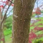 Acer japonicum Bark