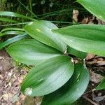 Ruscus streptophyllus Hoja