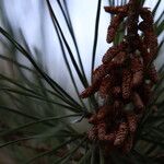 Pinus radiata Іншае