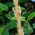 Calamagrostis epigejos 花