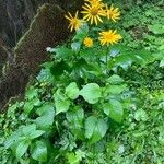 Doronicum austriacum Çiçek