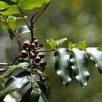 Podonephelium subaequilaterum Fruit