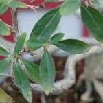 Buchozia japonica Leaf