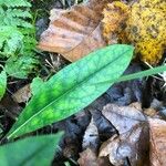 Pulmonaria longifolia Blad