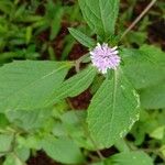 Phyllocephalum scabridumFlower