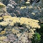 Achillea tomentosa Blüte