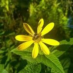 Helianthus divaricatus Çiçek