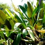 Grammatophyllum speciosum Buveinė