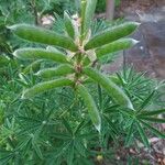 Lupinus albus Leaf