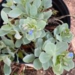 Mertensia maritima Leaf