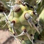 Tephrocactus articulatus 葉