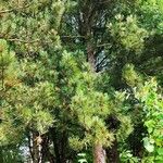 Pinus heldreichii Hábito