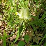 Melampyrum cristatum പുഷ്പം