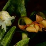 Dendrobium austrocaledonicum Цвят