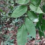 Dialium bipindense Blatt